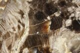 Polished, Petrified Wood (Metasequoia) Slab - Oregon #253328-1